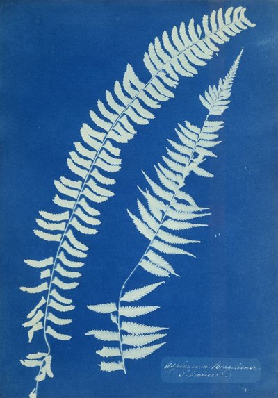 Asplenium Braziliense, South America by Anna Atkins