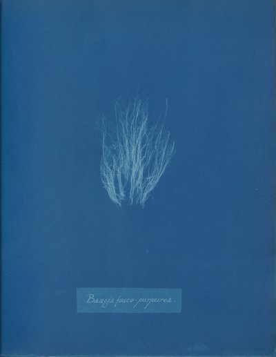 Bangia Fusco-Purpurea by Anna Atkins