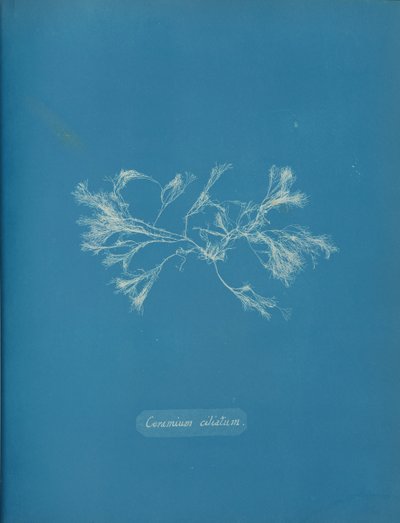 Ceramium Ciliatum by Anna Atkins