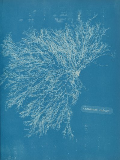 Ceramium Rubrum by Anna Atkins