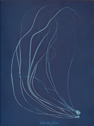 Chorda Filum by Anna Atkins