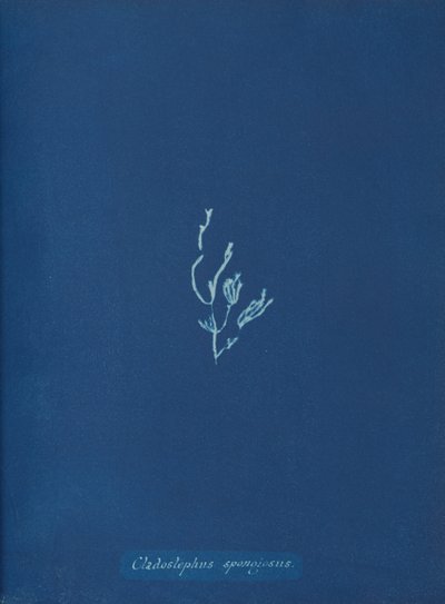 Cladostephus spongiosus by Anna Atkins