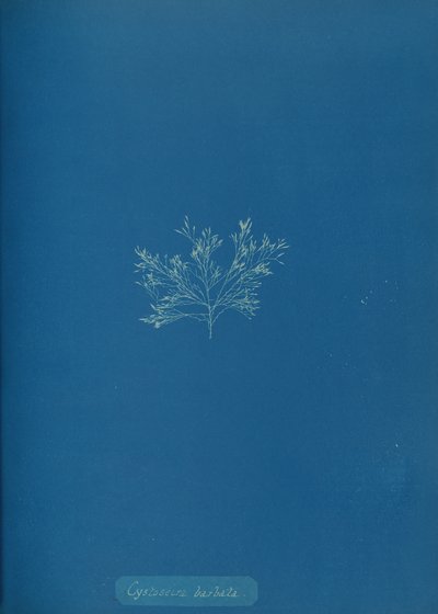 Cystoseira barbata by Anna Atkins