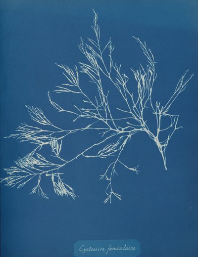 Cystoseira feniculacea, ca. 1853 by Anna Atkins