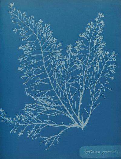 Cystoseira Granulata by Anna Atkins