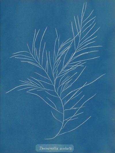 Desmarestia aculeata, ca. 1853 by Anna Atkins