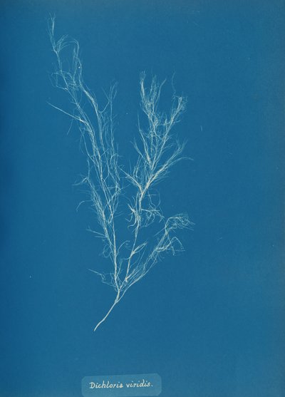Dichloria viridis by Anna Atkins