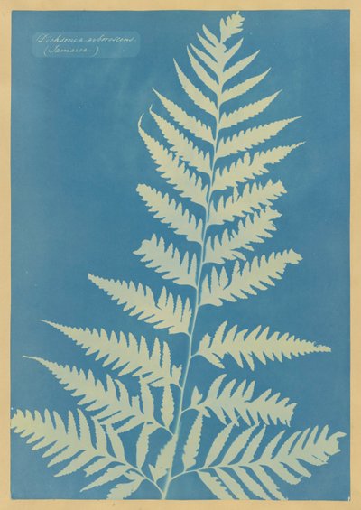 Dichsonia arborescens, Jamaica by Anna Atkins