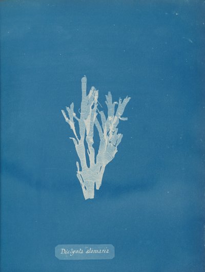 Dictyota Atomaria by Anna Atkins
