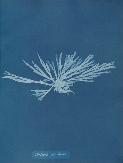 Dictyota Dichotoma by Anna Atkins