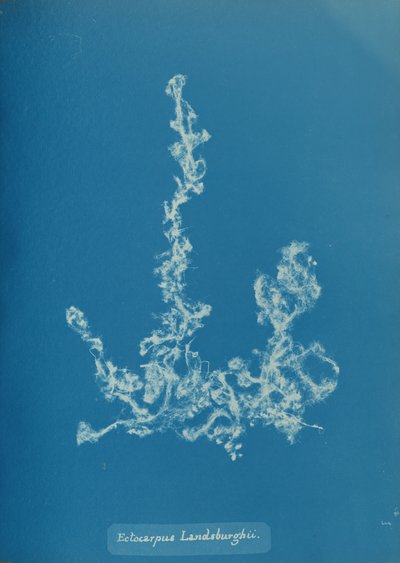 Ectocarpus Landsburghii by Anna Atkins