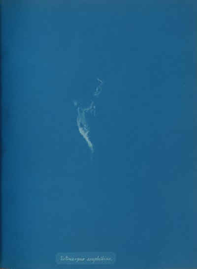 Ectocarpus amphibius by Anna Atkins