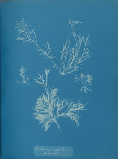 Exillaria Crystallinum Parasitic by Anna Atkins
