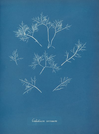 Gelidium corneum, ca. 1853 by Anna Atkins