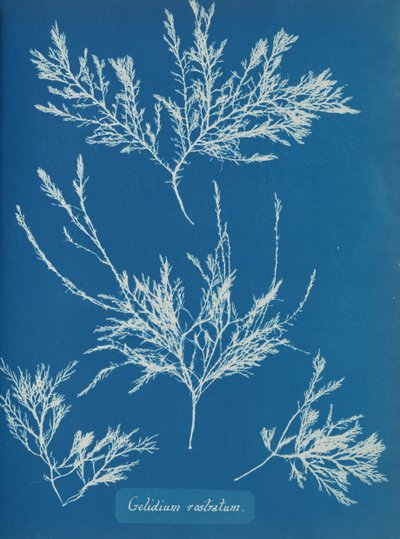 Gelidium Rostratum by Anna Atkins