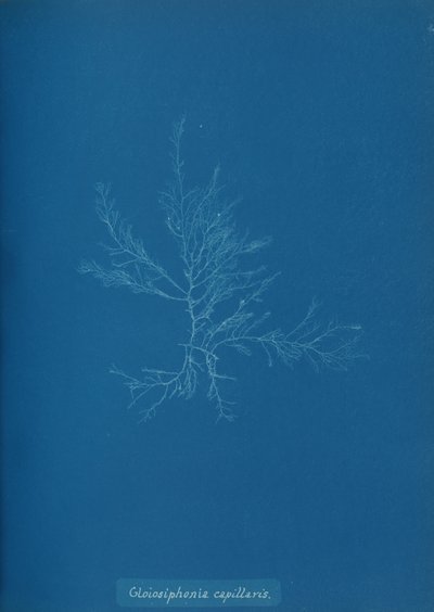 Gloisiphonia Capillaris by Anna Atkins