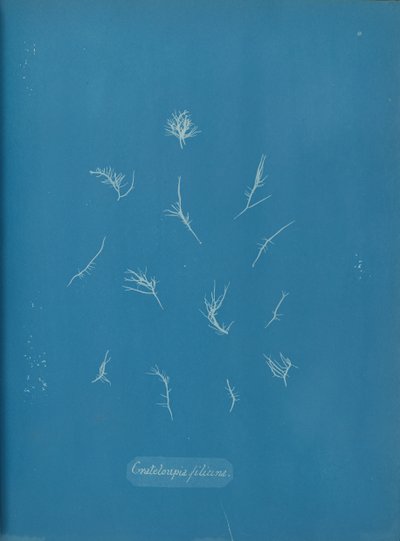 Grateloupia filicina, ca. 1853 by Anna Atkins