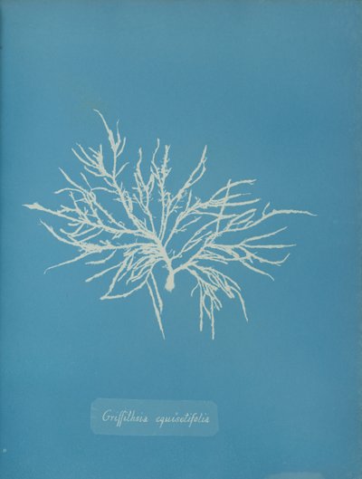 Griffithsia Equisetifolia by Anna Atkins