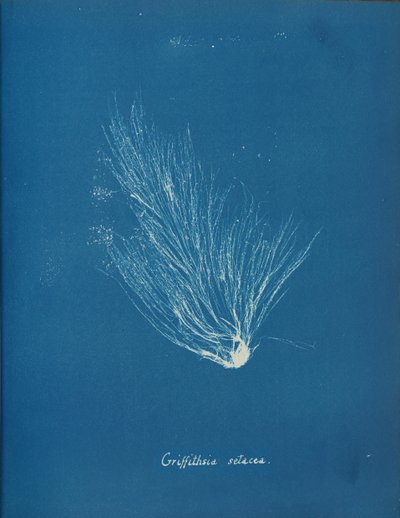 Griffithsia Setacea, ca. 1853 by Anna Atkins