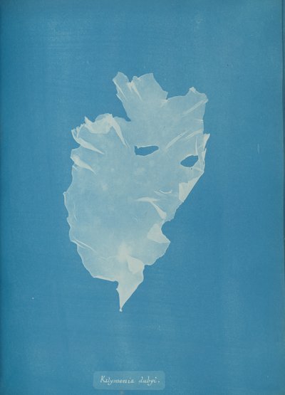 Kalymenia Dubyi by Anna Atkins