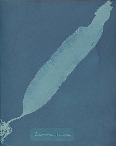 Laminaria saccharina by Anna Atkins