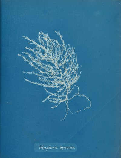 Polysiphonia byssoides, ca. 1853 by Anna Atkins