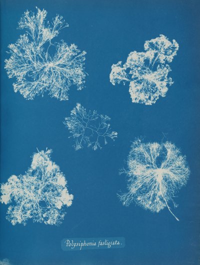Polysiphonia fastigiata, ca. 1853 by Anna Atkins