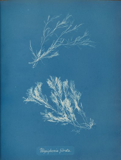 Polysiphonia fibrata, ca. 1853 by Anna Atkins