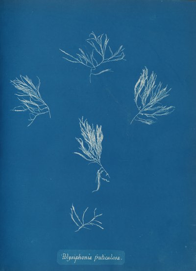 Polysiphonia fruticulosa, ca. 1853 by Anna Atkins