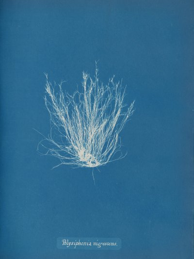 Polysiphonia nigrescens by Anna Atkins