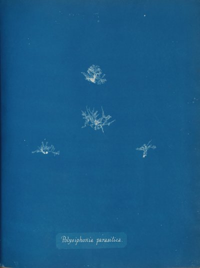 Polysiphonia parasitica by Anna Atkins