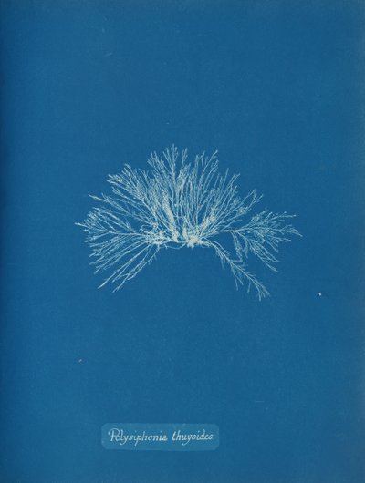 Polysiphonia Thuyoides by Anna Atkins