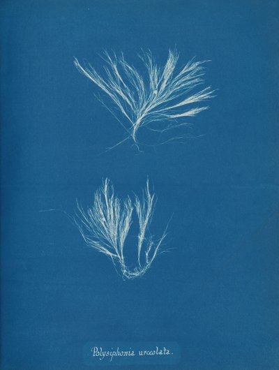 Polysiphonia Urceolata by Anna Atkins