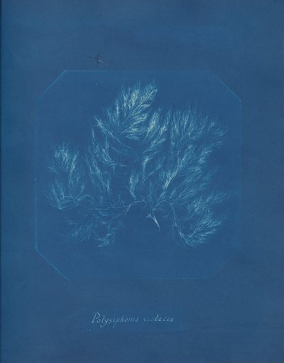 Polysiphonia violacea, ca. 1853 by Anna Atkins