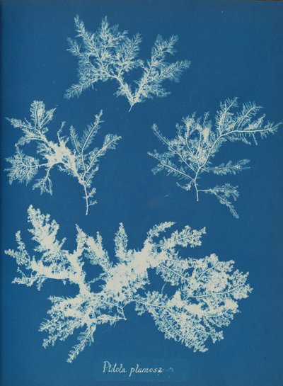 Ptilota Plumosa by Anna Atkins