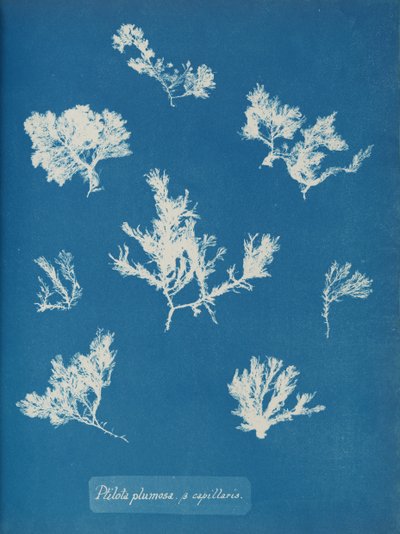Ptilota plumosa. ß capillaris, ca. 1853 by Anna Atkins