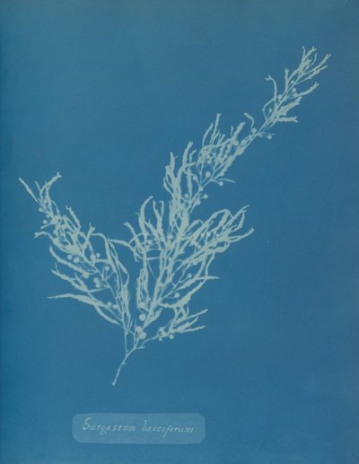 Sargassum Bacciferum, ca. 1853 by Anna Atkins