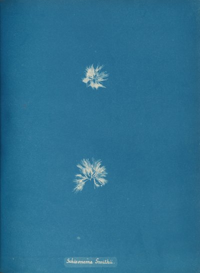 Schizonema Smithii by Anna Atkins