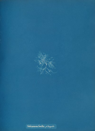 Schizonema Smithii, ß torqata, ca. 1853 by Anna Atkins