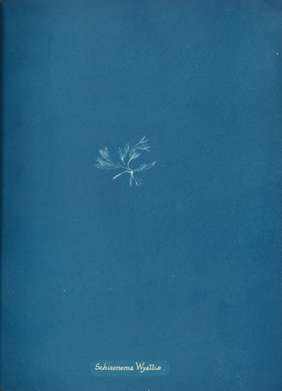 Schizonema Wyattiae by Anna Atkins