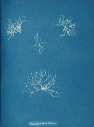 Schizonema Helminthosum by Anna Atkins
