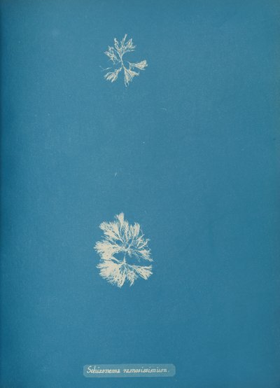 Schizonema Ramosissimium, ca. 1853 by Anna Atkins