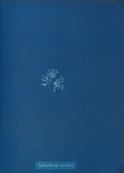 Sphacelaria cirrhosa by Anna Atkins