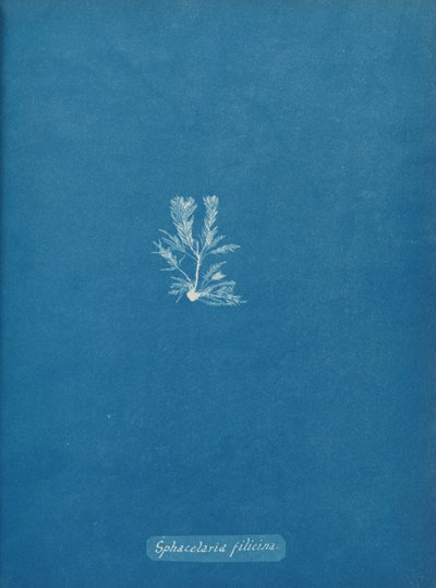 Sphacelaria Filicina by Anna Atkins