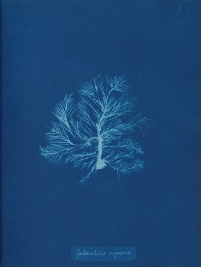 Sphacelaria scoparia by Anna Atkins