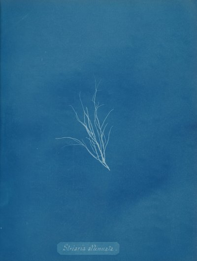 Striaria Attenuata by Anna Atkins