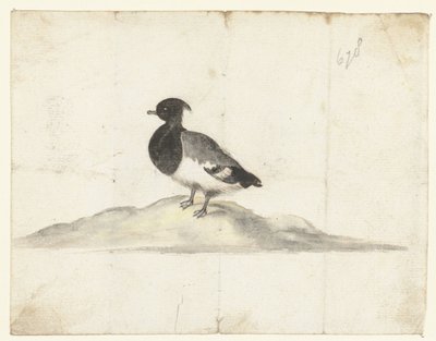 Tufted Duck by Anna Cornelia Moda