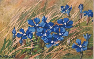 Blue Valerian, Postcard, 1940s by Anna Haller