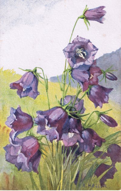 Blue flower, Postcard, 1940s by Anna Haller