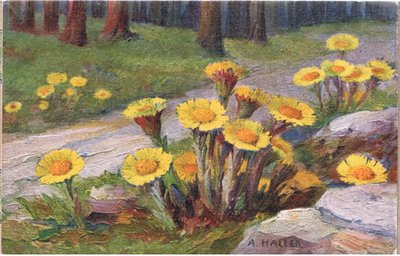 Coltsfoot, Postcard, 1940s by Anna Haller